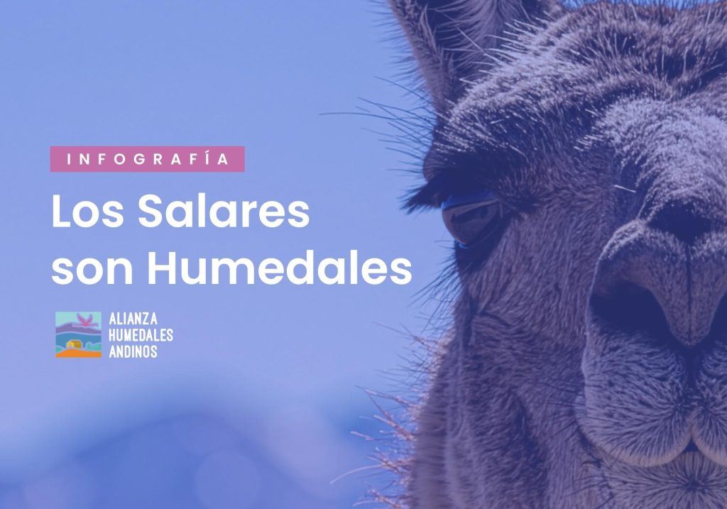 Los Salares son Humedales